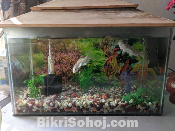 Fish Aquarium